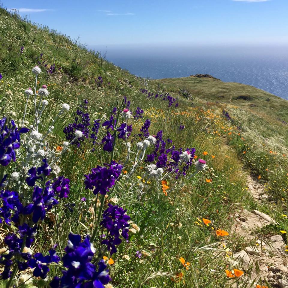 Sobranes Canyon Trail wildflowers