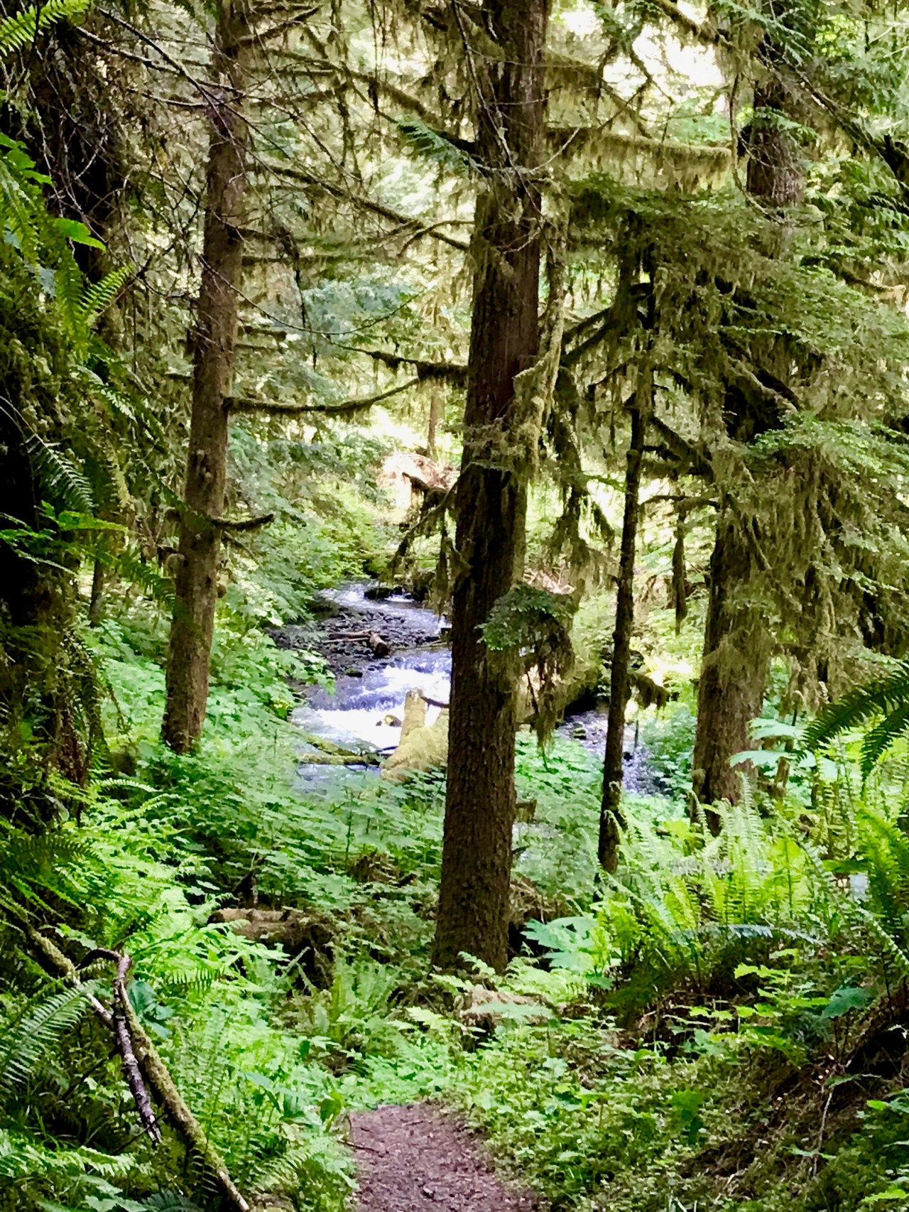 Olympic Peninsula Little River Trail4