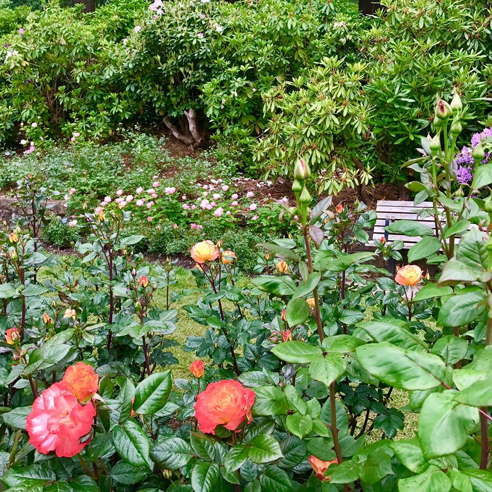 Portland rose garden2