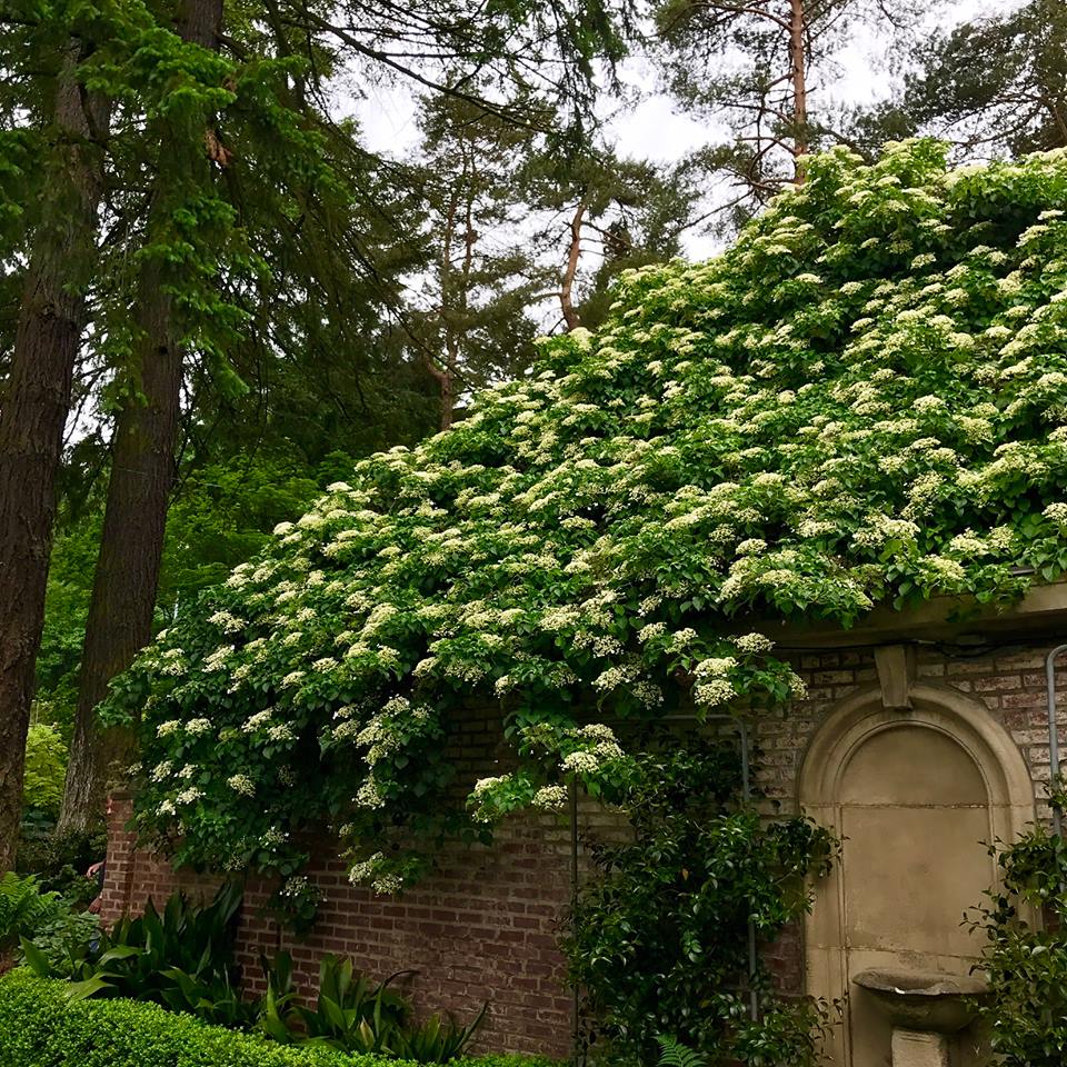 Portland rose garden3