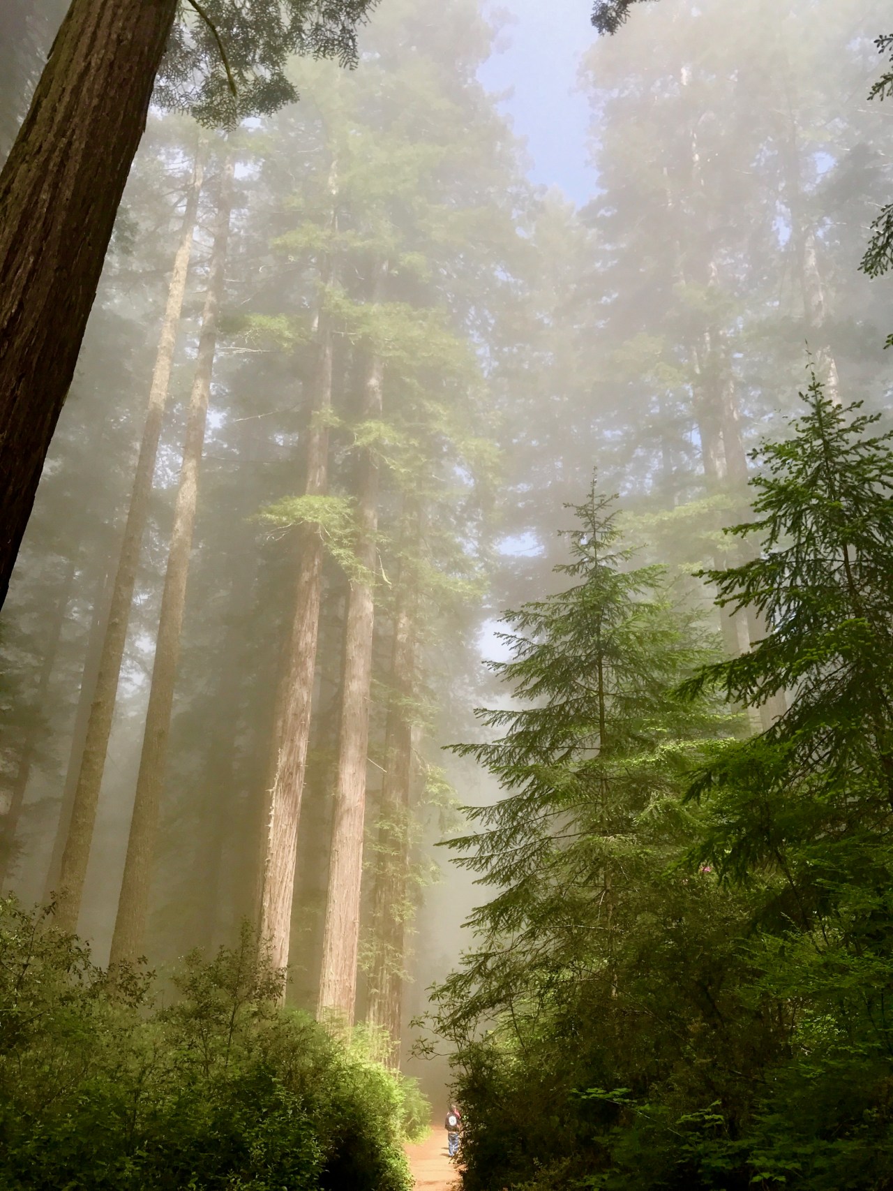 Redwood National Forest1