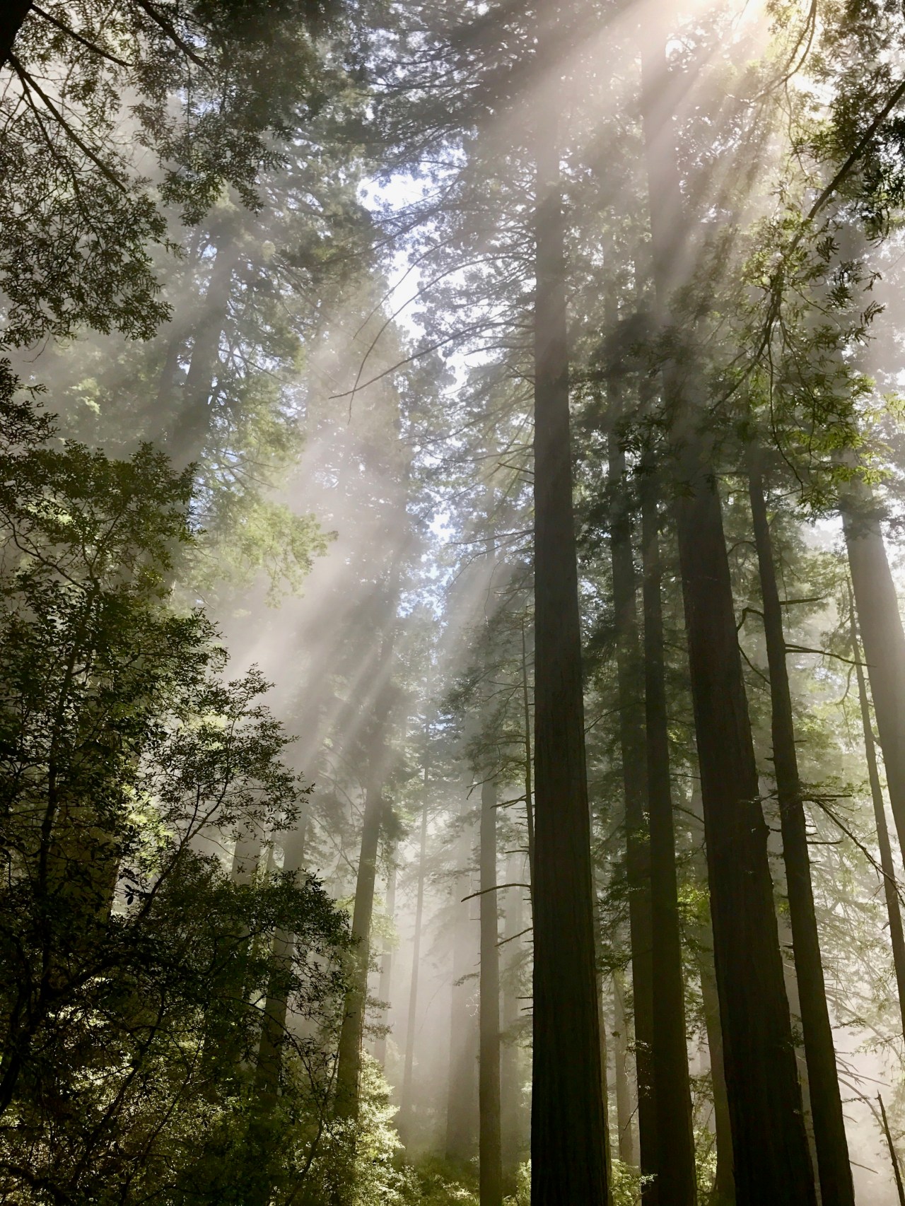 Redwood National Forest2