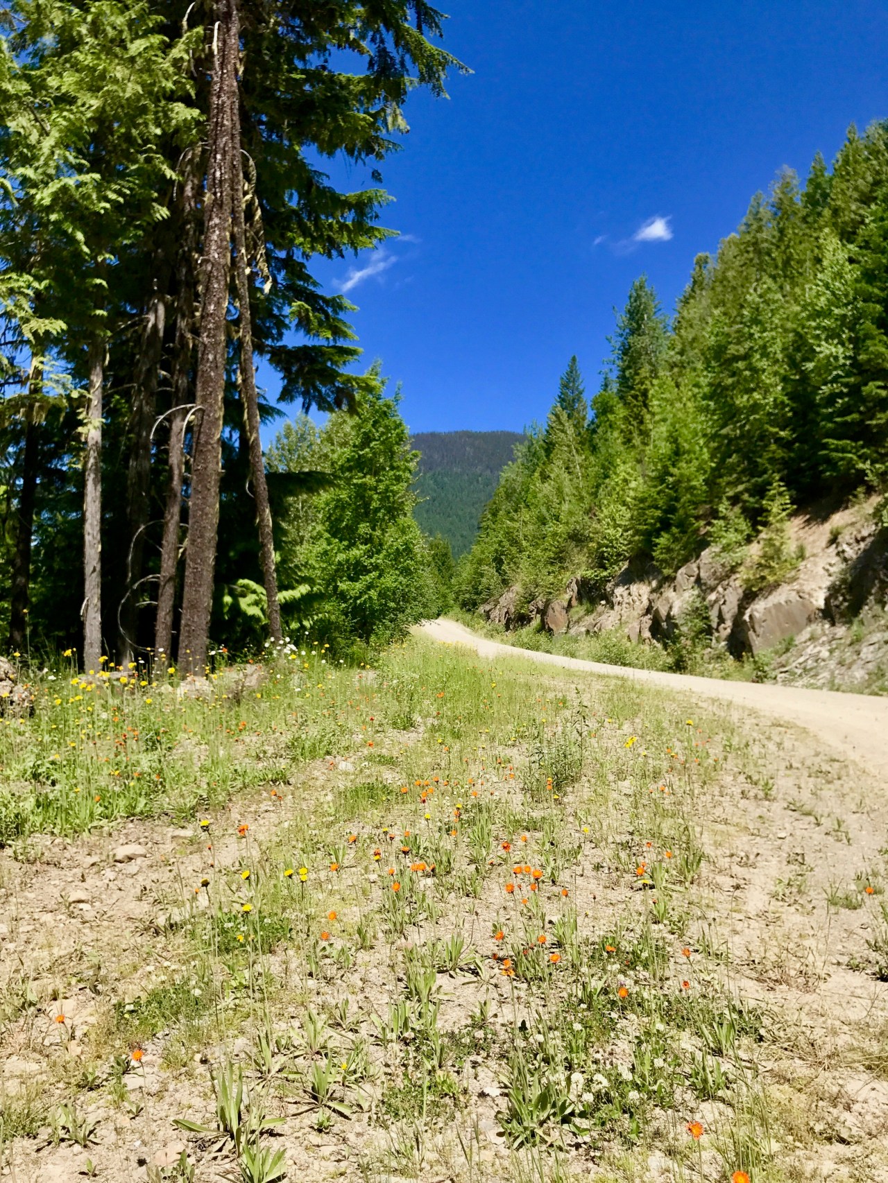 Gray creek Kootney Lake2